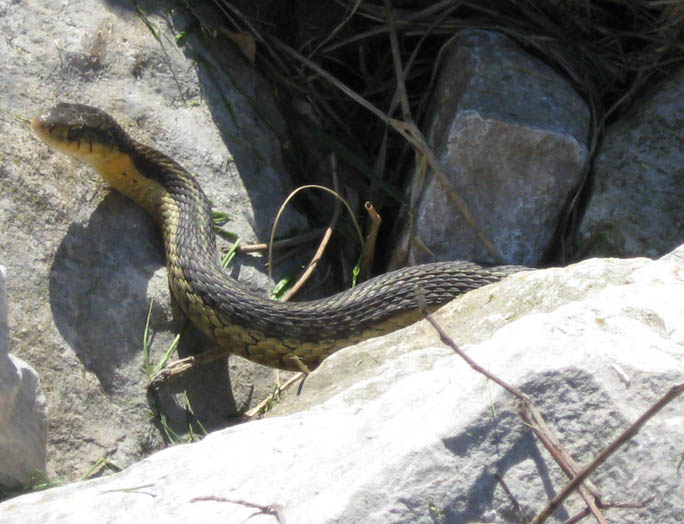 Eastern Garter Snake